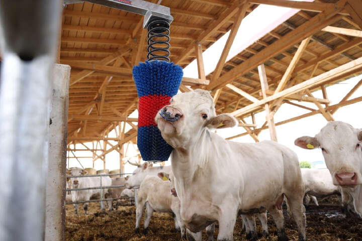 HAPPYCOW Kratzbürste FlexiSwing